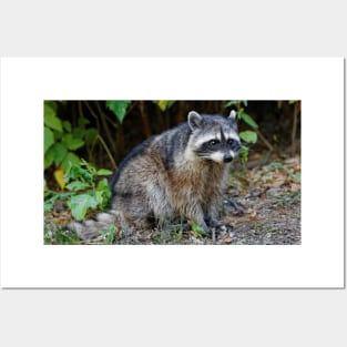 Diurnal Raccoon Poses on the Gravel Posters and Art